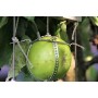Dendrometer by Ecomatik